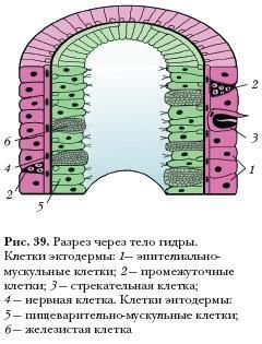 Кракен 15 сайт